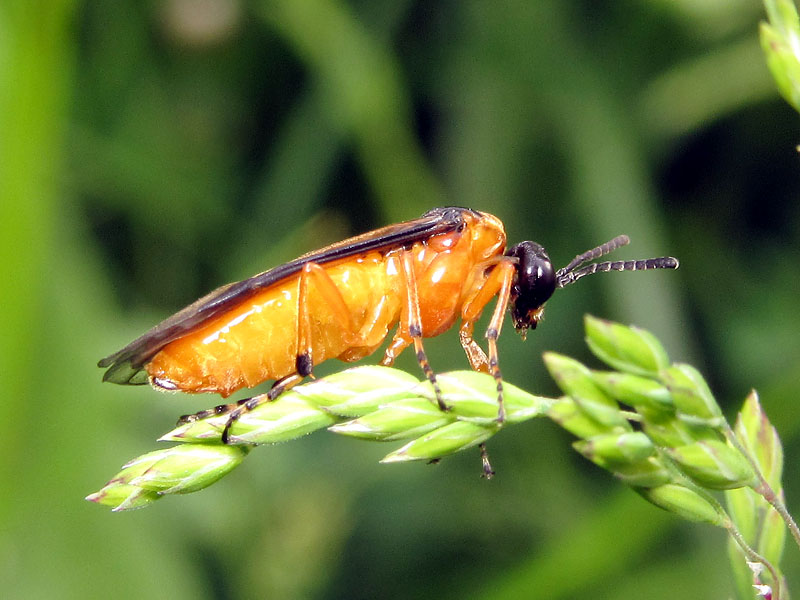 Athalia sp., femmina  (Tenthredinidae)